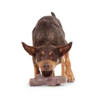 Bark Fall Fetch Stick
