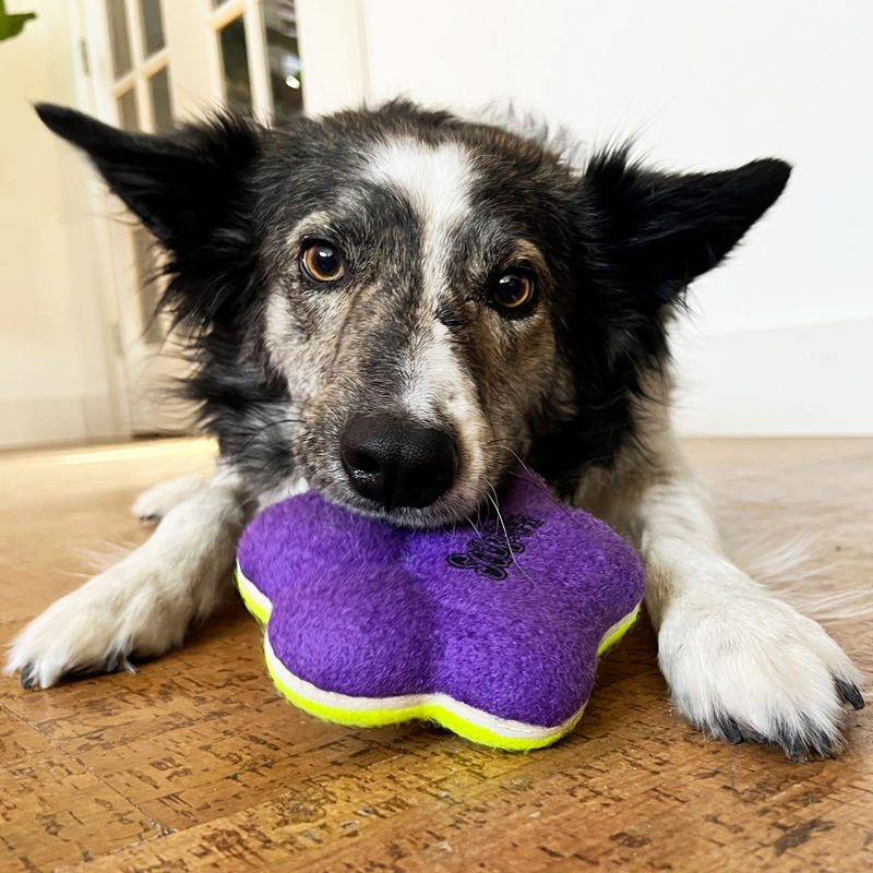 KONG Airdog Squeaker Paw Medium