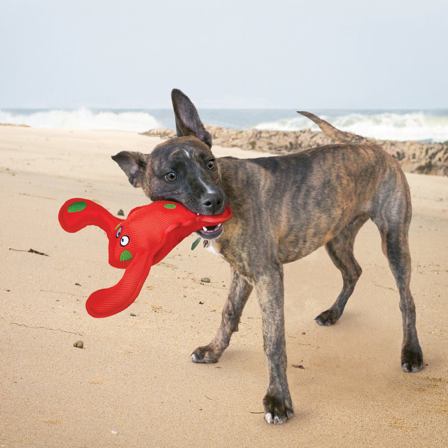 KONG Belly Flops Lobster, MED