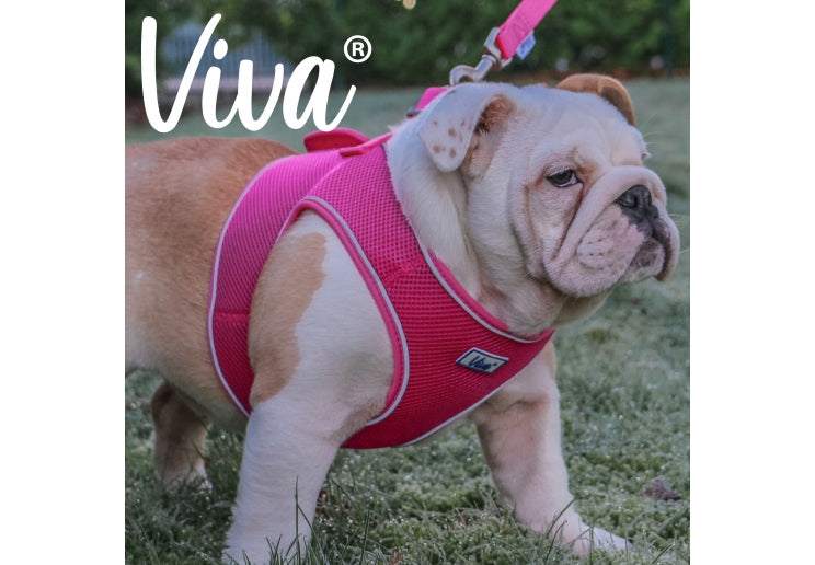 VIVA STEP-IN HARNESS