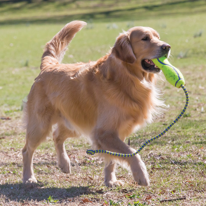 KONG AirDog FETCH STICK W/ROPE