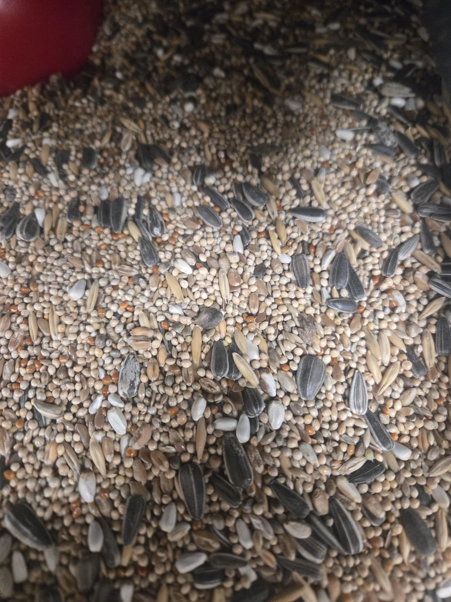 COCKATIEL & PARAKEET 1KG