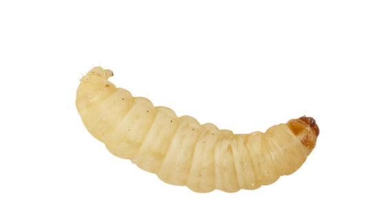 waxworms